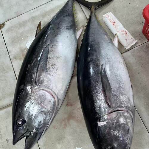 澳洲进口冰鲜整条去腮去肚蓝鳍金枪鱼刺身鱼