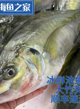 北京闪送 冰鲜大竹夹鱼大竹荚鱼池鱼王 日料刺身高端食材3-4斤/条