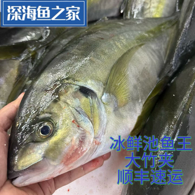 北京闪送 冰鲜大竹夹鱼大竹荚鱼池鱼王 日料刺身高端食材3-4斤/条