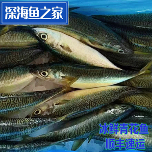 冰鲜青花鱼 巴浪鱼 花池鱼 肉质紧实耐煮可盐烧煎炸多种烹饪
