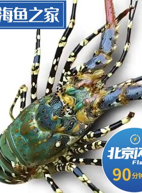 北京闪送 1.5-3斤1只 鲜活澳洲花龙虾  中华锦绣龙虾 大花龙虾