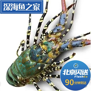北京闪送 1.5-3斤1只 鲜活澳洲花龙虾 中华锦绣龙虾 大花龙虾