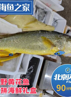 北京闪送 冰鲜深海黄花鱼 带标大黄鱼礼盒 新鲜海鲜1.2-2.5斤/条