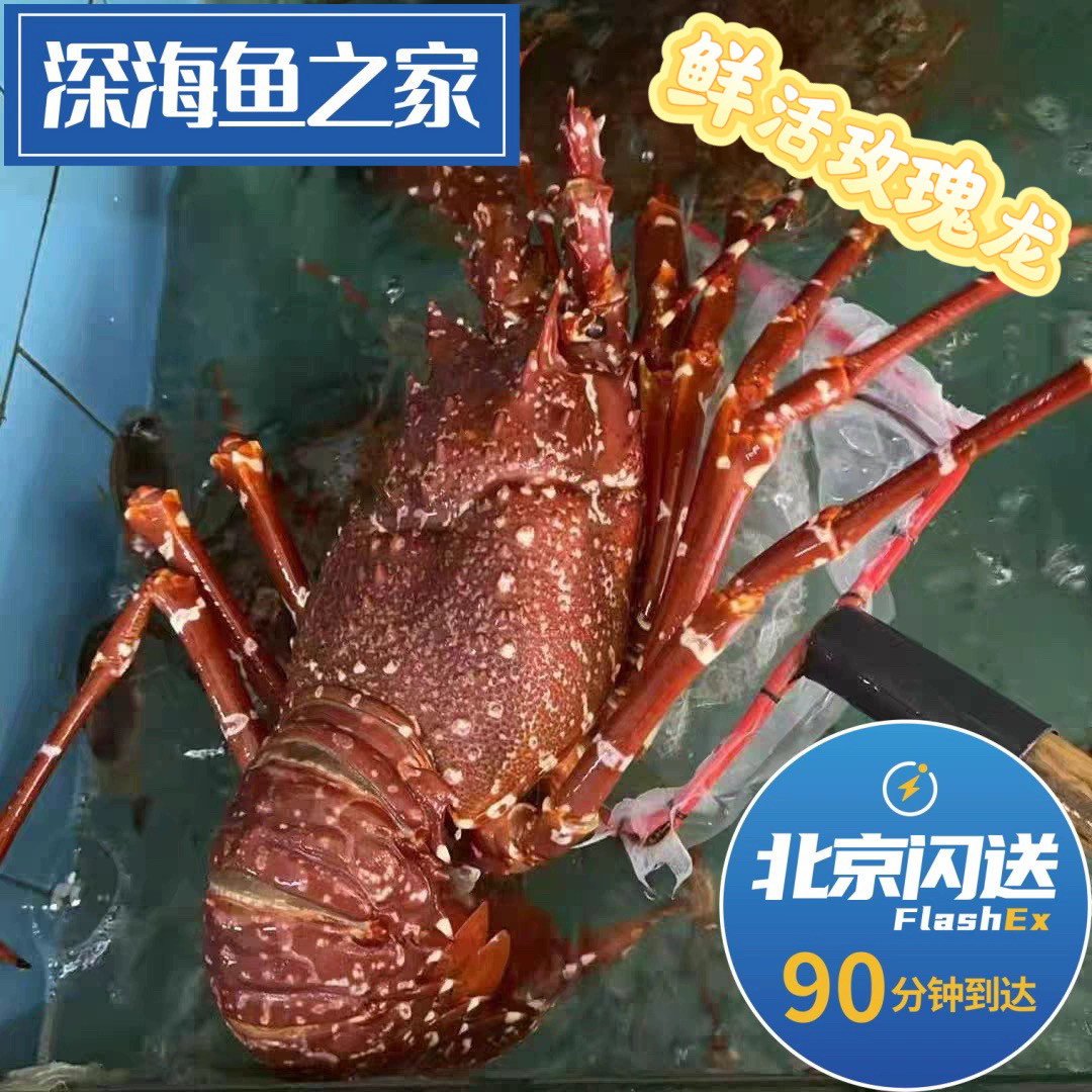 北京闪送。莫桑比克玫瑰鲜活龙虾1.5-6斤大小 海捕大龙虾 可刺身