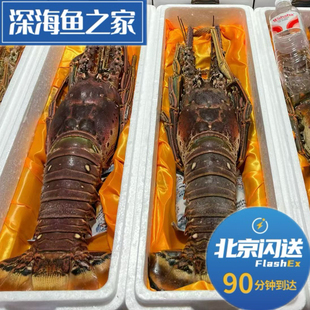 北京闪送 5-5.5斤古巴大龙虾 高端海鲜礼盒