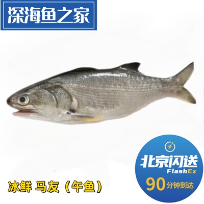 北京闪送 1-1.2斤/条冰鲜马友鱼 新鲜午笋鱼 午鱼 海鲜水产