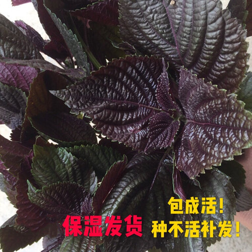 可食用紫苏苗阳台盆栽