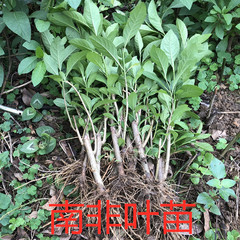 正宗南非叶盆栽南非叶树苗绿植将军叶苦叶茶新鲜现挖庭院阳台种植