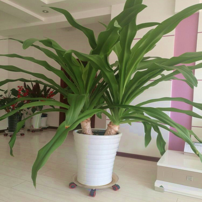 四季绿植新居室内外文殊兰图片