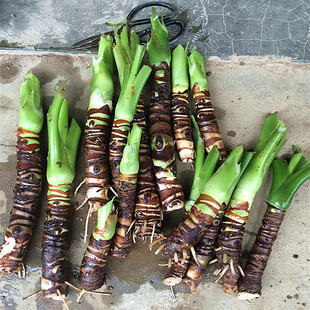 霸王芋滴水观音大叶绿植客厅大型水土培盆栽包活易成活合新手大苗