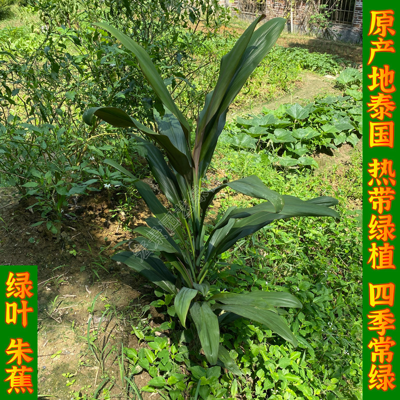青朱蕉苗亮叶青铁树青竹富贵竹大叶绿植庭院阳台进口热带耐旱植物