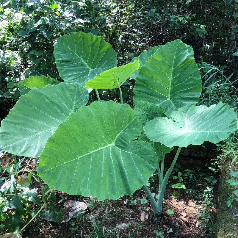 大野芋巨型象耳芋室内客厅大型绿植盆栽庭院阔叶植物芋非滴水观音