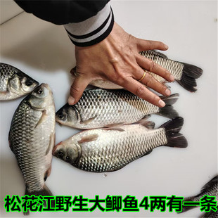 松花江大鲫鱼东北淡水鱼8斤【每条4两起步上不封顶】鲫鱼冷冻发货
