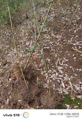 红壳雷竹又称红竹，因笋红色而得名 耐寒 适应南方，北方种植
