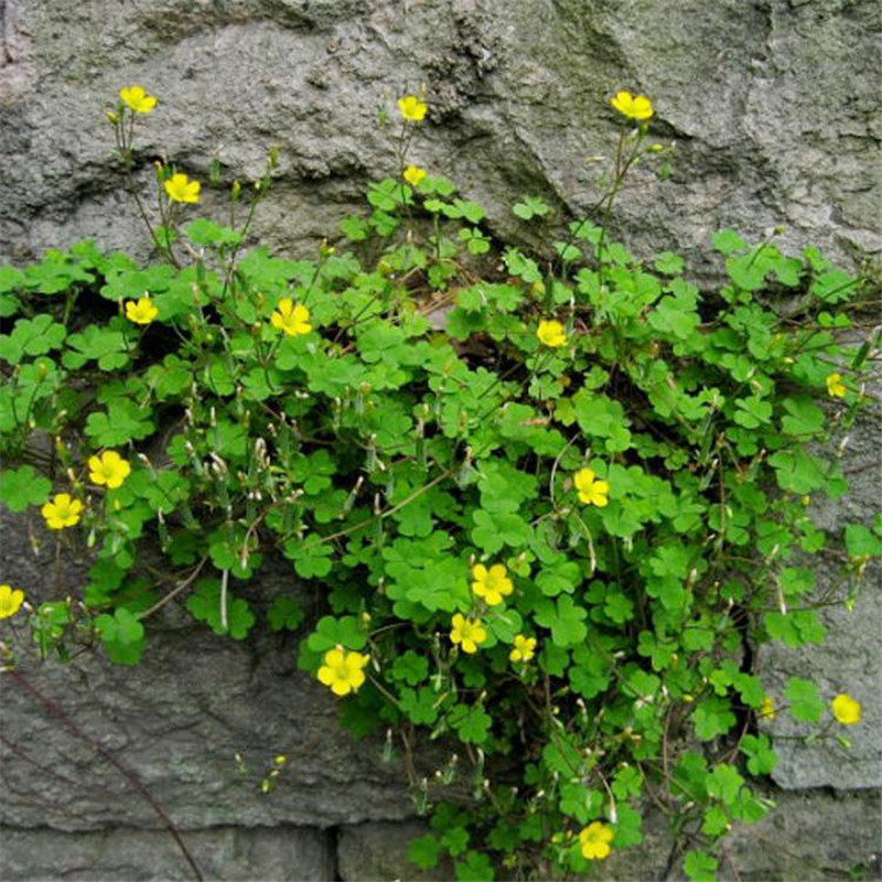 黄花酢浆草现采新鲜酸浆草 三叶草 酸酒坛子三叶酸草酸酸草