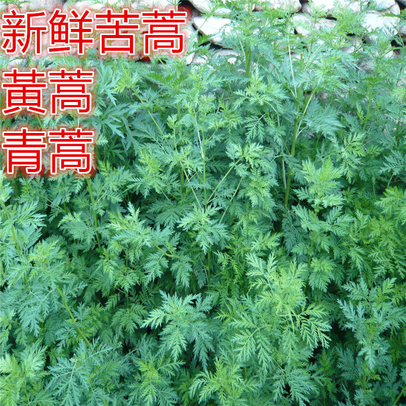 新鲜整棵青蒿黄蒿邪蒿香蒿苹蒿黑蒿苦蒿皇蒿可煲汤青团子材料_虎窝淘