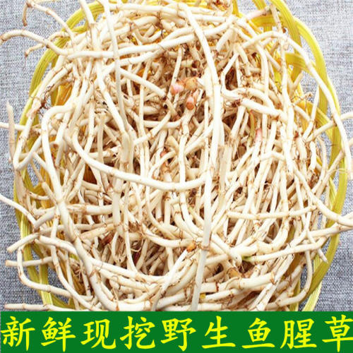 新鲜现挖鱼腥草草狗侧耳根