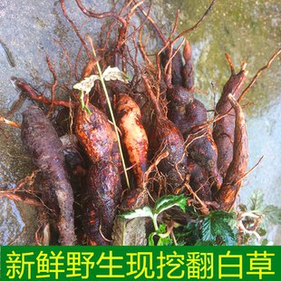 新鲜鸡腿根鸡拔腿天藕翻白萎陵菜叶下白鸡爪参翻白草整棵带根