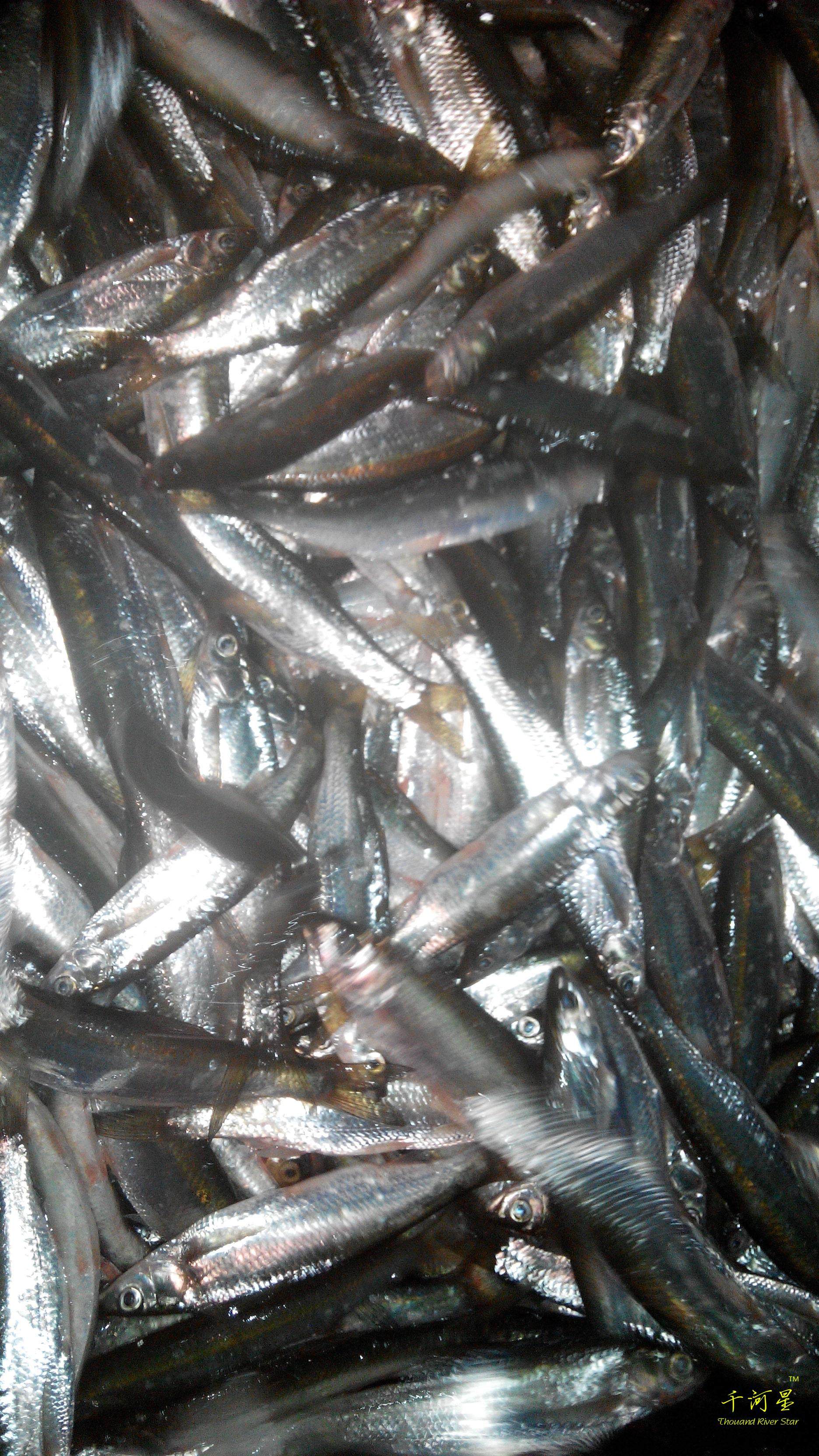 山河星土鱼野杂鱼淡水生态小鱼干佐餐配菜熟福建三明清流溪九龙湖