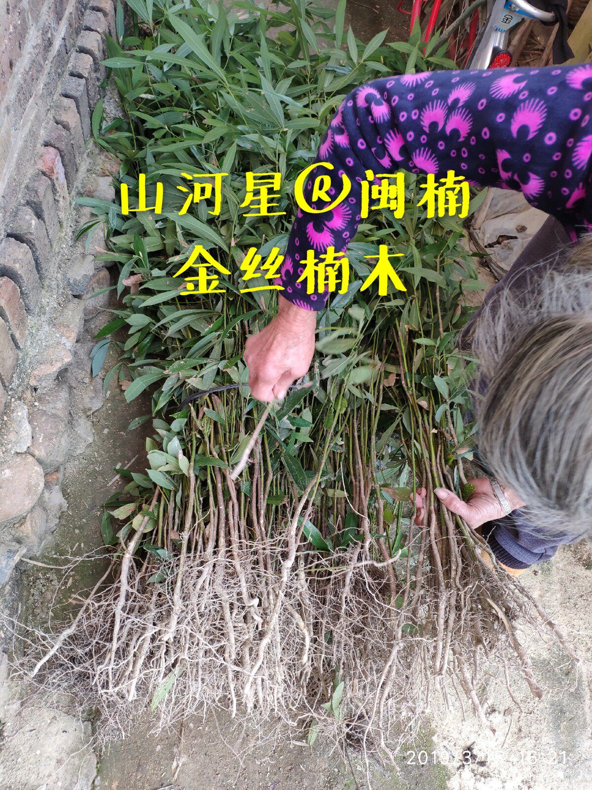 闽楠小叶桢楠苗金丝楠木树苗种子苗珍贵红木福建三明清流绿化苗木