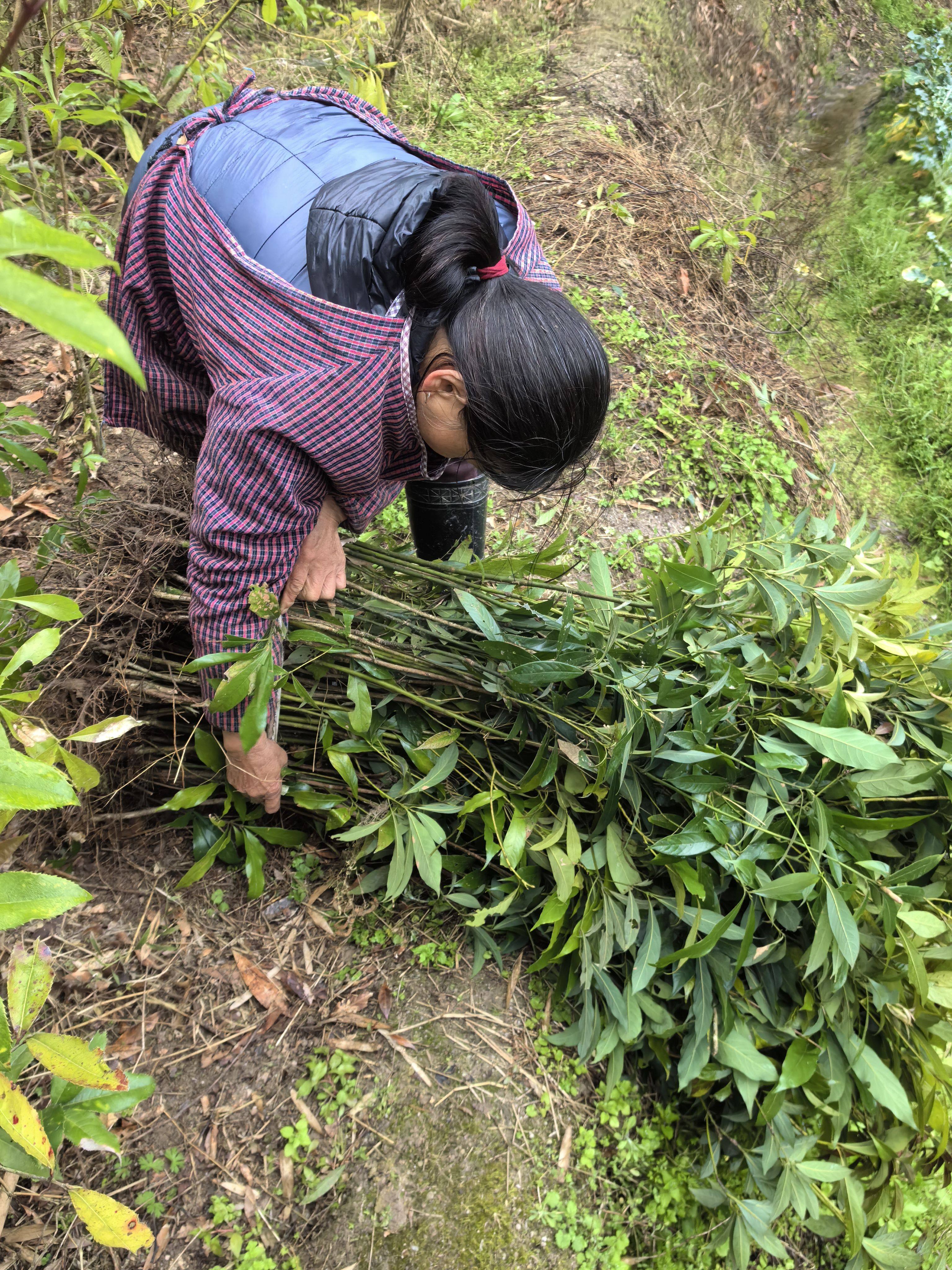 闽楠小叶桢楠苗金丝楠木树苗种子苗珍贵红木福建三明清流绿化苗木