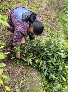 闽楠小叶桢楠苗金丝楠木树苗种子苗珍贵红木福建三明清流绿化苗木