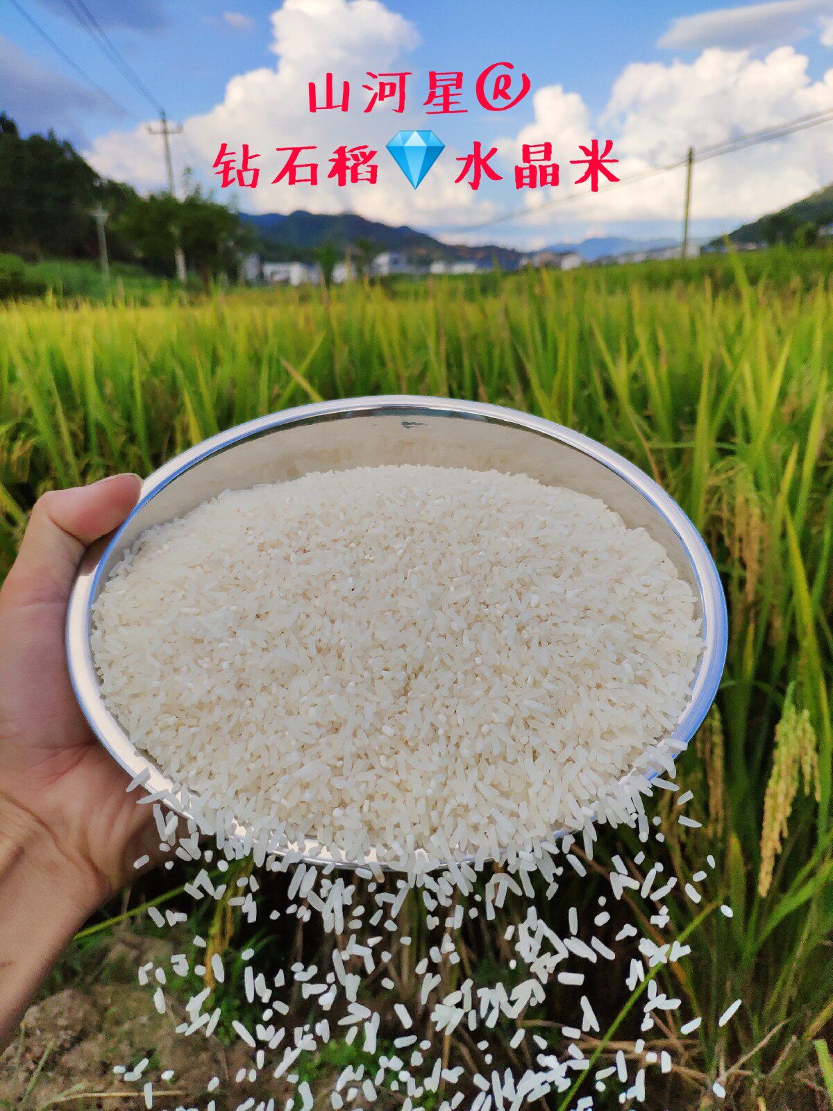 山河星农场 常规稻大米自然农软长粒香米粗贡米丝苗水稻米汕稻5斤