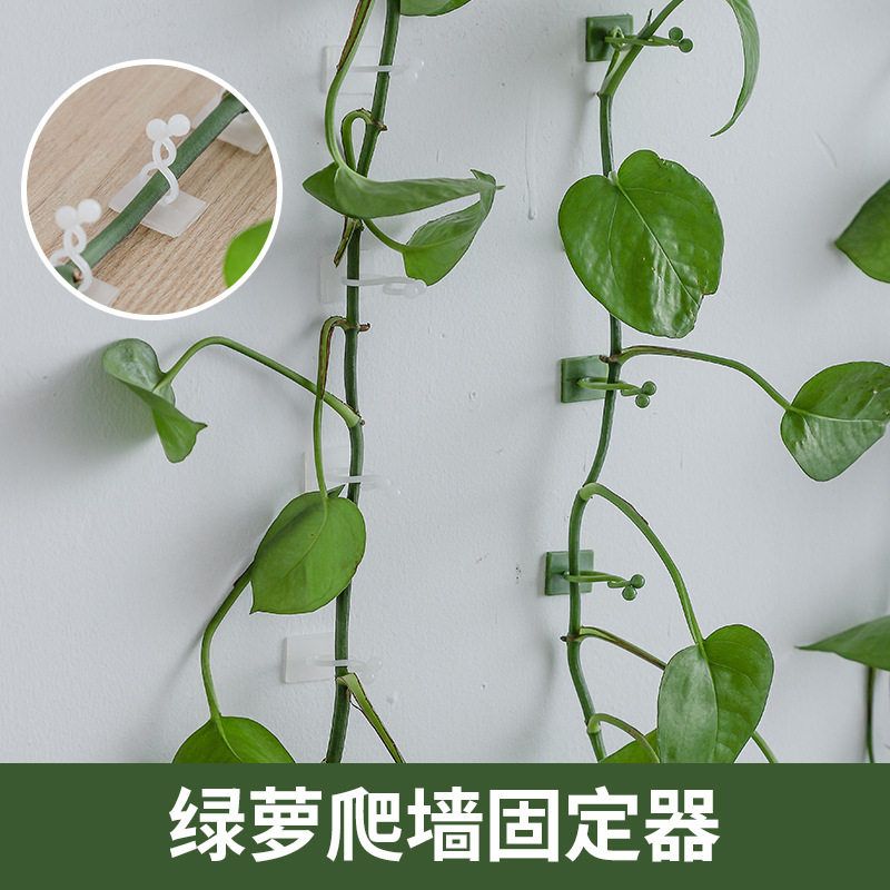 绿萝爬上神器爬墙上绿箩固定器