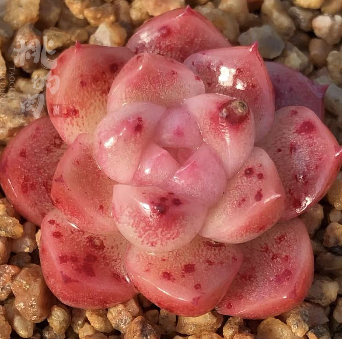 叶片 樱桃冻  红白糯冰体新品多肉植物  叶插 满包邮