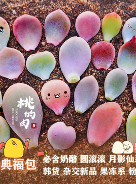 多肉叶片福包奶酪麦秆女王冰魄恋人冰玉橙梦种子杂交进口新手包邮