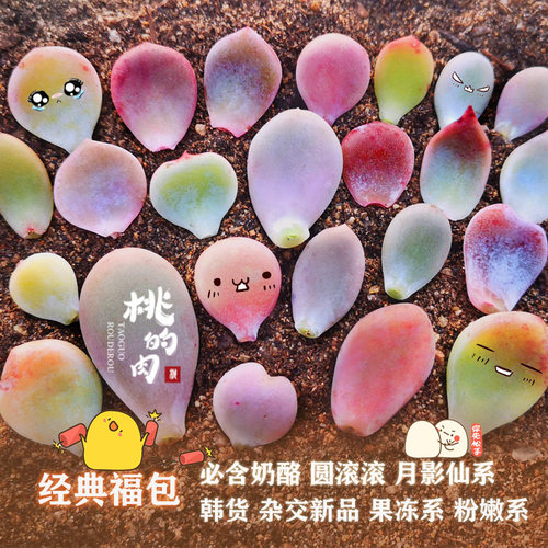 奶酪月影麦秆杂交叶片新品