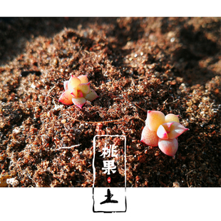 包邮 多肉植物土 播种叶插小苗土进口丹麦泥炭土自配4500ml多肉土