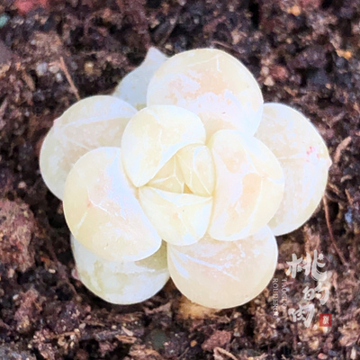 多肉植物阳台花园绿植新手治愈系