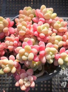 鱼子酱洛可可多肉叶片新品果冻萌物新手叶插满38包邮