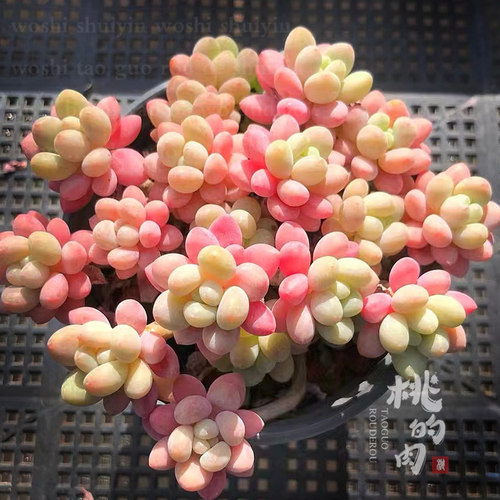 多肉植物叶片治愈系萌物