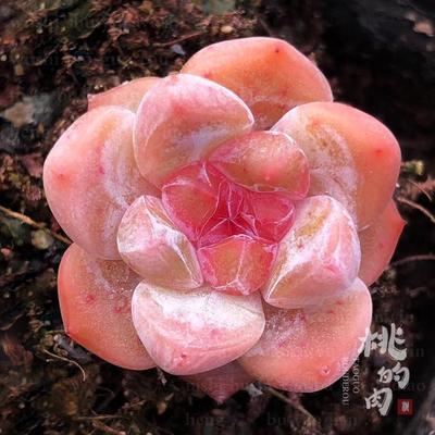 山楂糖 叶片 多肉植物新品冰玉杂交粉糖珍妮系 叶插