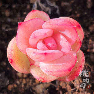 {灵芝草} 多肉 叶片 新品玉杯杂x女王系 边线  叶插