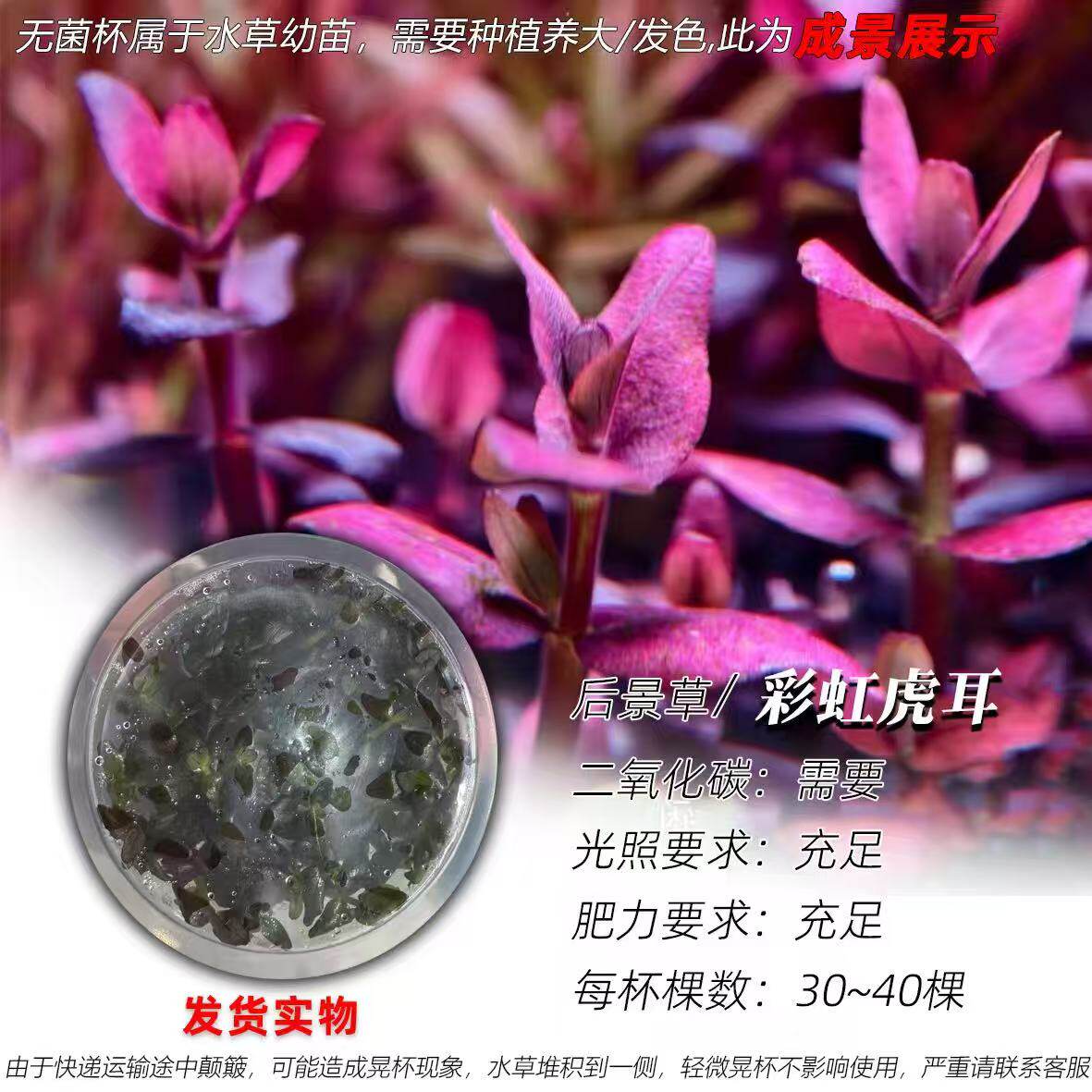 新加坡彩虹虎耳无菌杯水草稀有名贵高端阴性水草鱼缸造景荷兰草缸