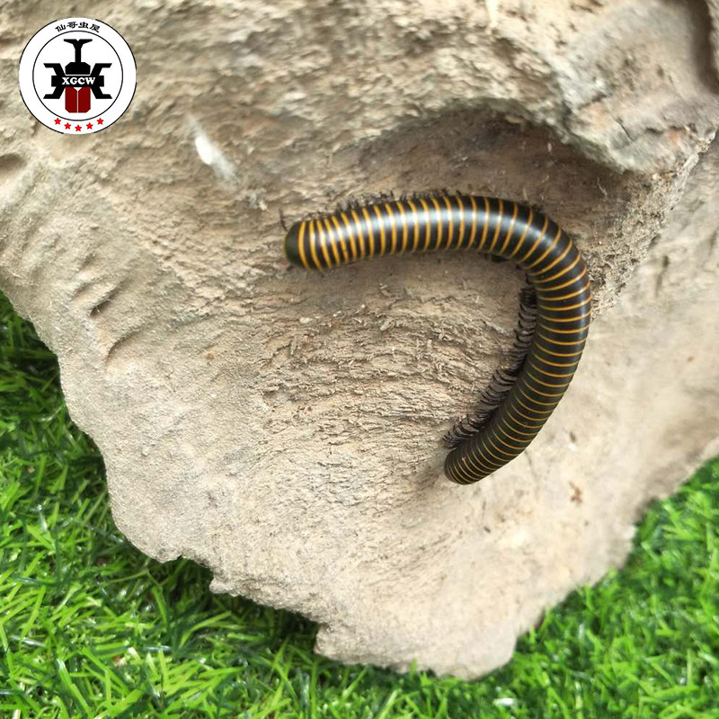 2020年新手入门级甲虫昆虫宠物千足虫马陆活虫吃果蔬素食包邮包活