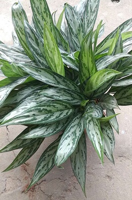 净化空气 吸甲醛 植物银皇后盆栽室内观叶绿植万年青净化空气耐阴