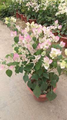 绿叶三角梅盆栽四季观花植物
