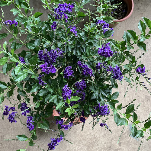 连翘巧克力庭院阳台蕾丝金露花