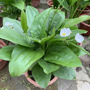 珍盆栽室外水生花卉珠兰观赏水生盆栽池塘绿植泽泻苗净化水质