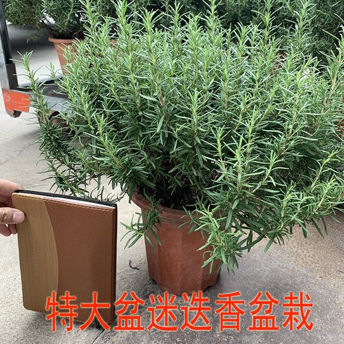 迷迭香盆栽：驱蚊醒脑，美食香草