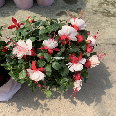 倒挂金钟带花苞盆栽灯笼花苗吊兰吊钟海棠灯笼海棠大苗四季开花