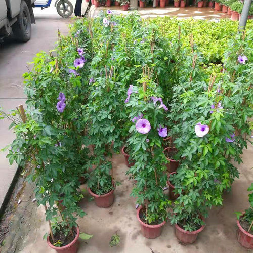 五爪金龙藤本花卉盆栽庭院阳台爬藤植物掌叶紫色牵牛苗番仔藤台湾