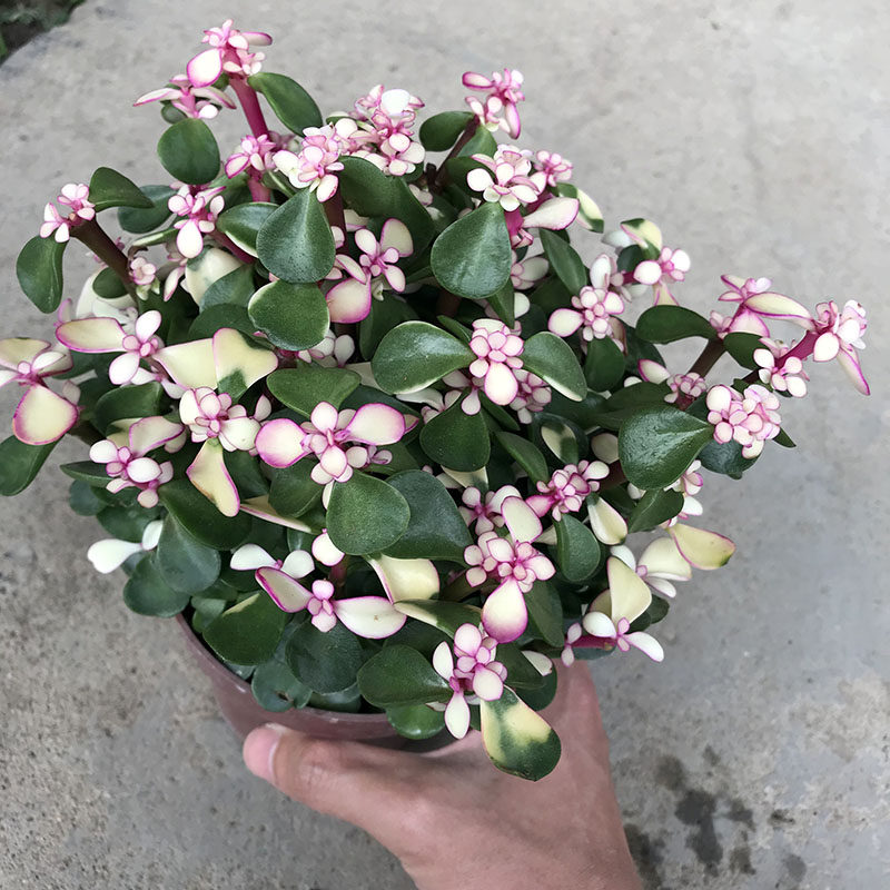 雅乐之舞植物易活金枝玉叶花卉观花植物室内花净化空气室内多肉图片