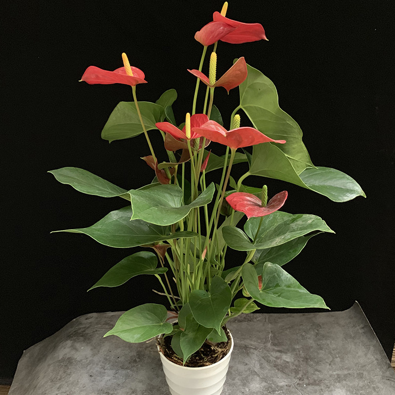 白掌粉掌盆栽，室内花卉，一帆风