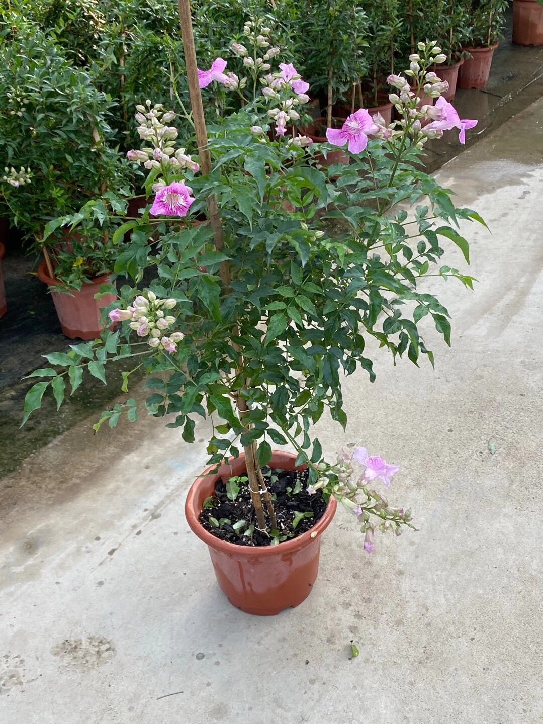 粉色非洲阳台庭院爬藤凌霄花苗
