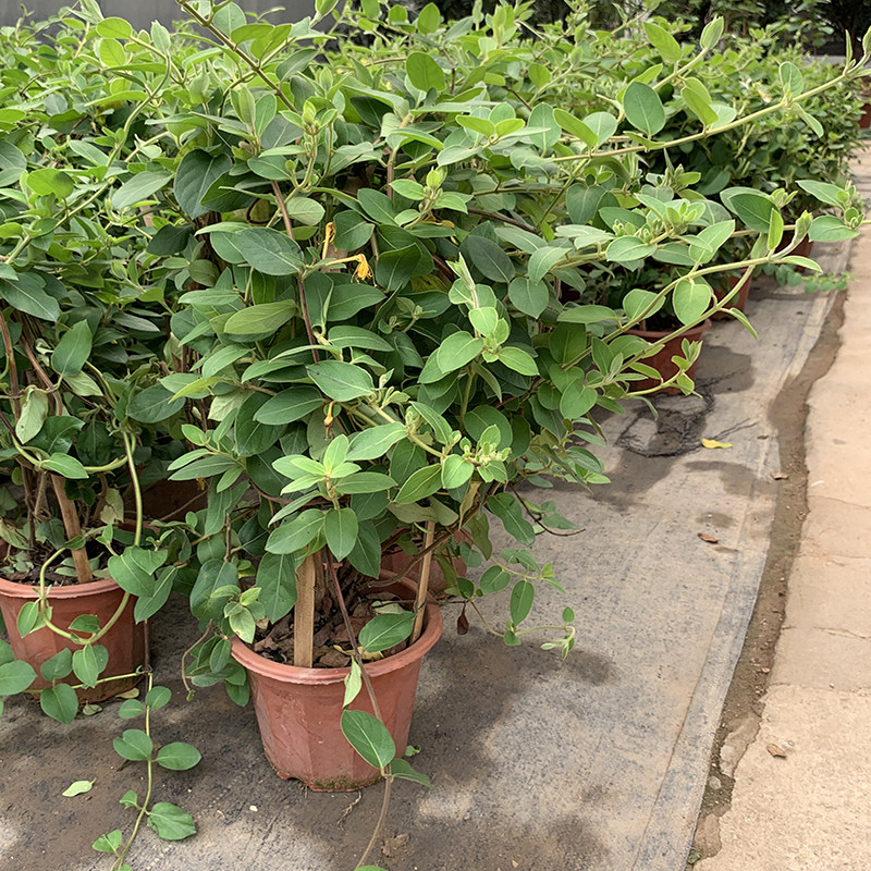 绿植树苗爬藤四季盆景攀援花卉
